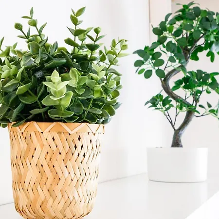 Nissa Bella Centre / Promenade Des Daire *